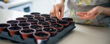 tomato plants - planting seeds