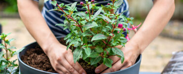 new flower varieties - planting flower pot