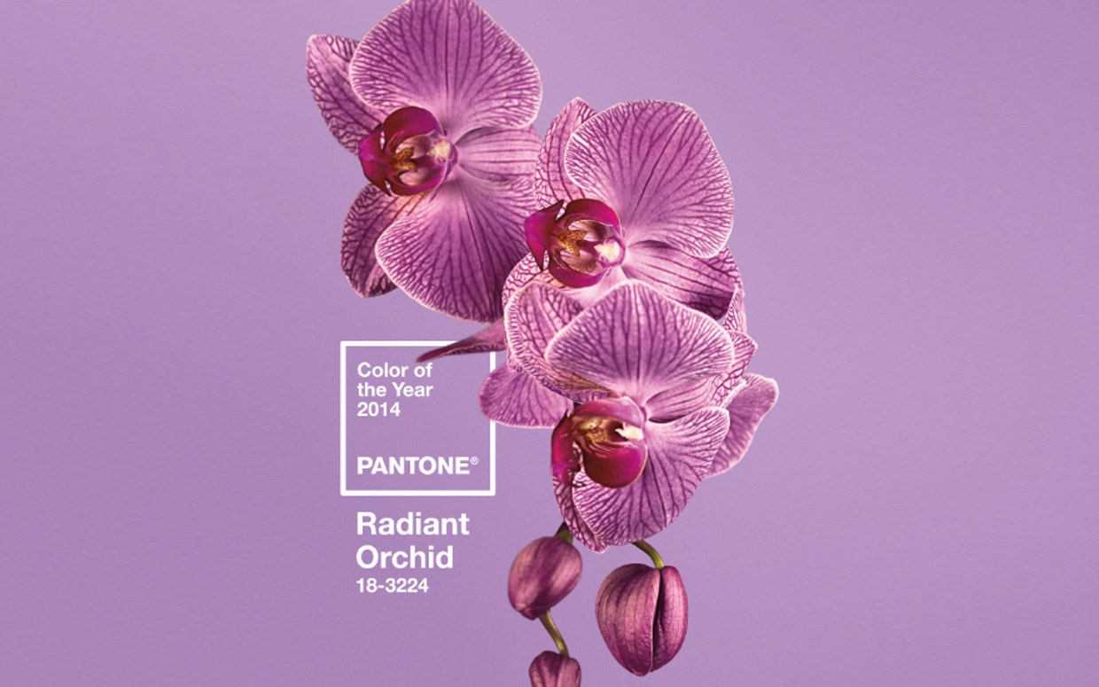 Color Of The Year Radiant Orchid Studio 5   25132218 