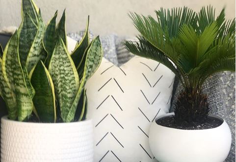 modern potted plants