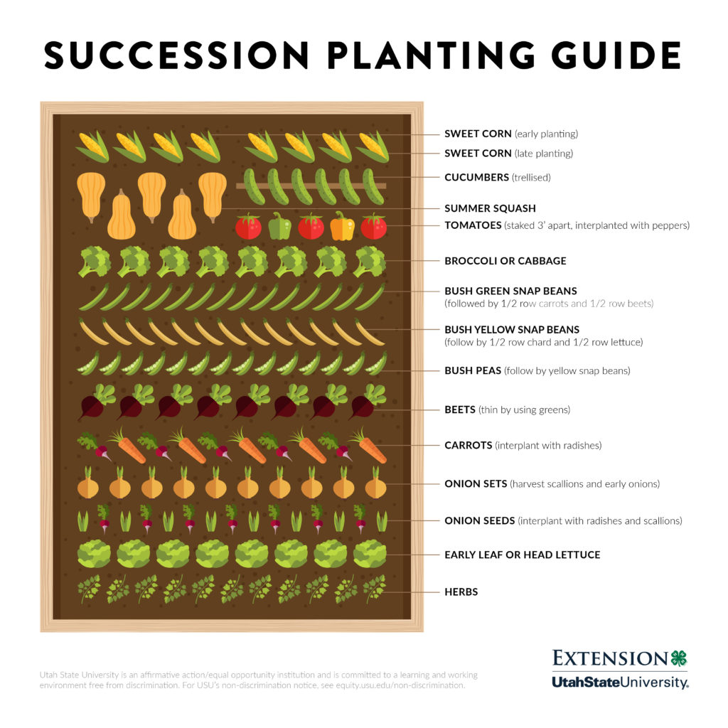 It’s time for veggie gardens! Try succession planting for the best yield