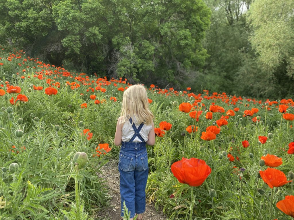 Get in on the poppy field secret! Here is where to check out this Utah