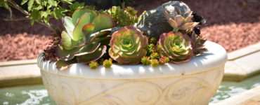 how to care for succulents