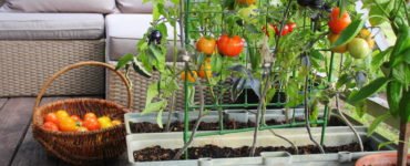 vegetable container gardening