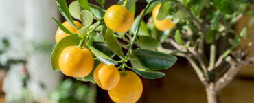 grow a citrus tree