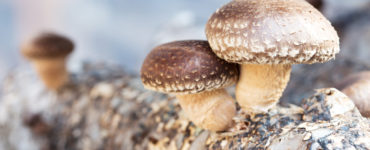grow mushrooms
