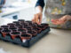 tomato plants - planting seeds