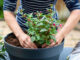 new flower varieties - planting flower pot