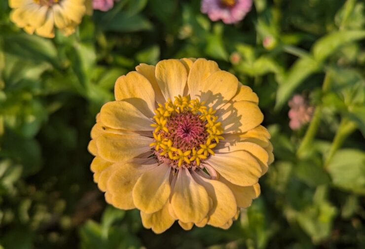 cut flower garden