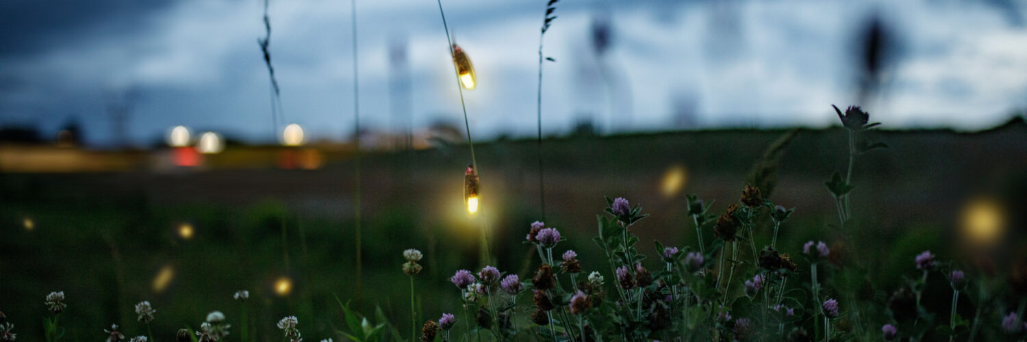 utah fireflies