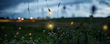 utah fireflies