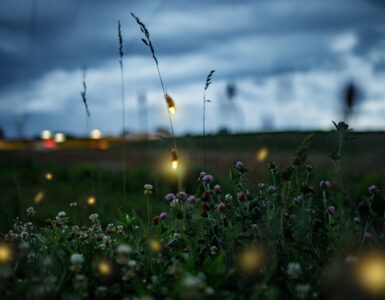 utah fireflies