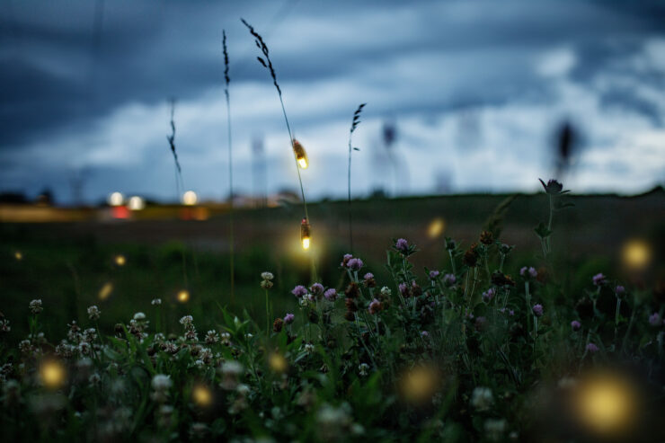 utah fireflies