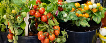 container gardening