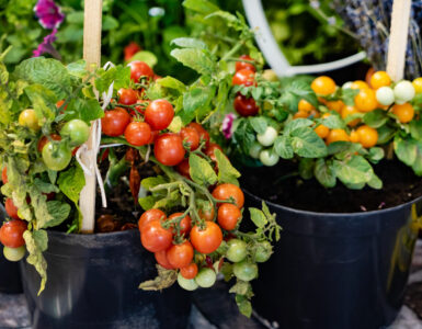 container gardening