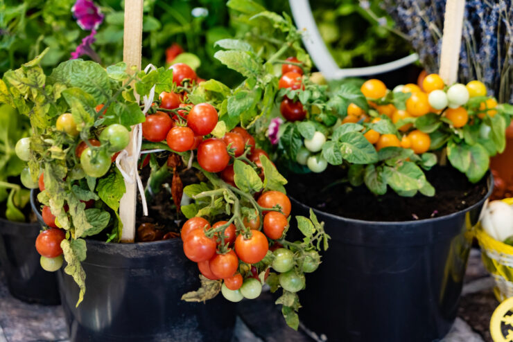 container gardening