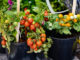 container gardening
