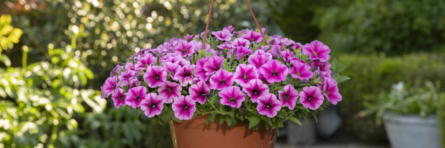 new flowers