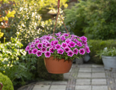 new flowers