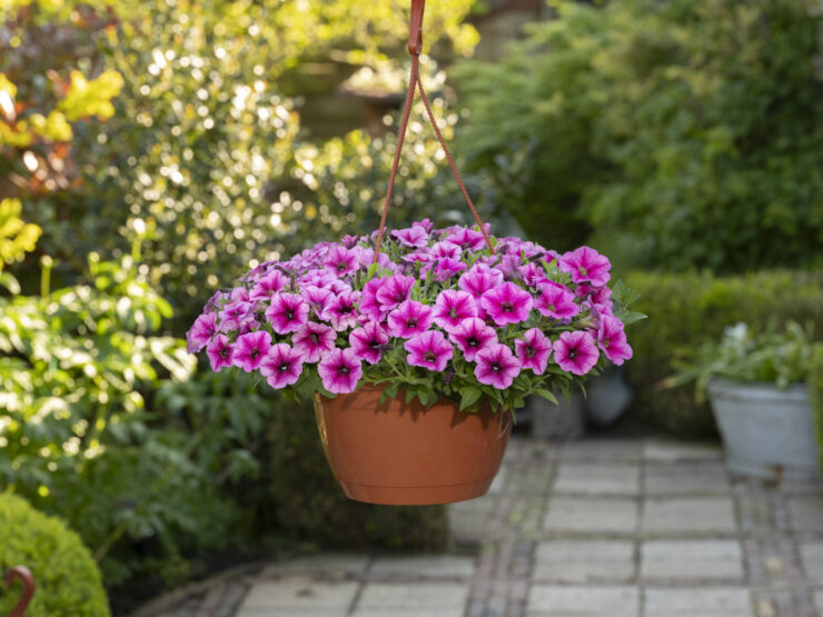 new flowers