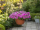 new flowers