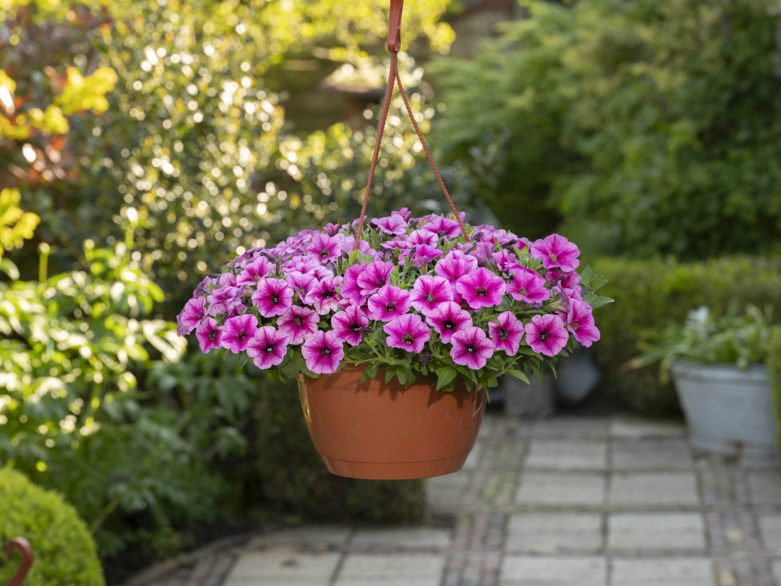 f,l,o,w,e,r,s フラワーズ 定規 New Flowers for Summer 2025: 9 fresh varieties to look for at the