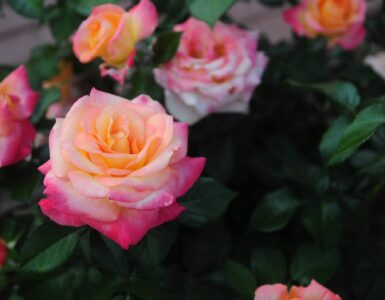 garden roses