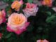 garden roses