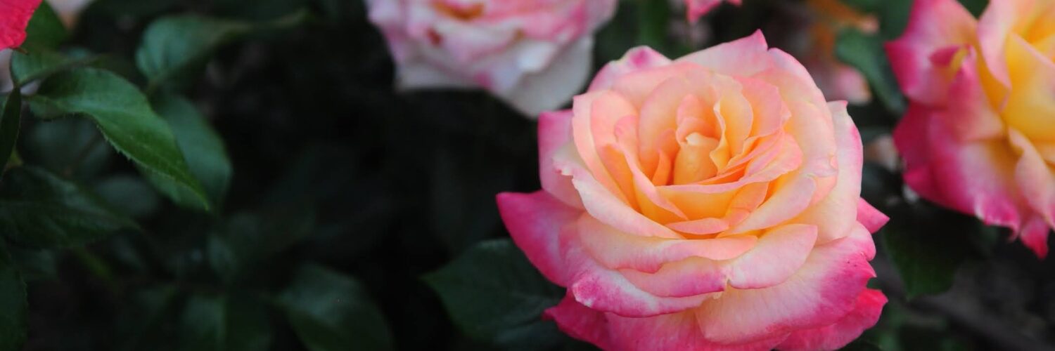 garden roses