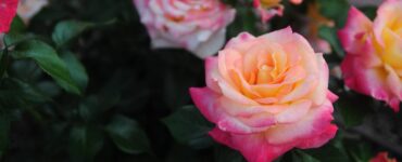 garden roses