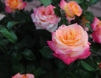 garden roses