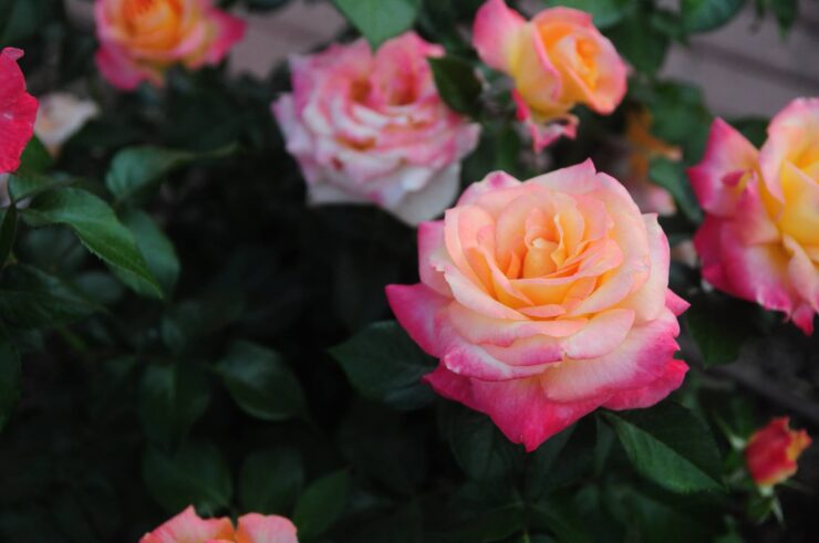 garden roses