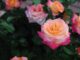 garden roses